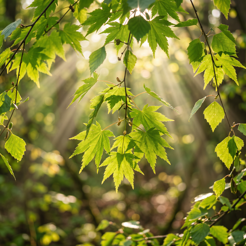 Wald